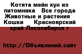 Котята мейн-кун из питомника - Все города Животные и растения » Кошки   . Красноярский край,Лесосибирск г.